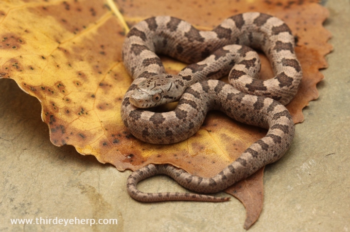 Everglades Rat Snake